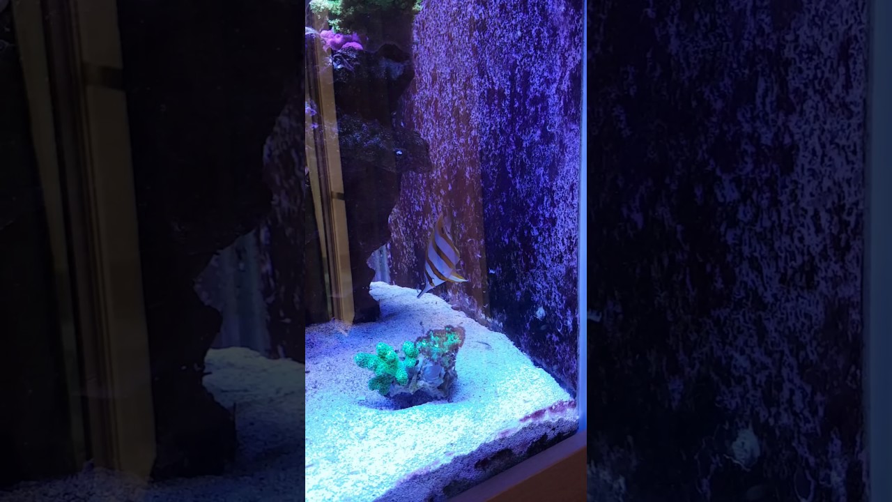 Feeding my Chelmon rostratus (Copperbanded Butterfly) with frozen Abundance shrimp