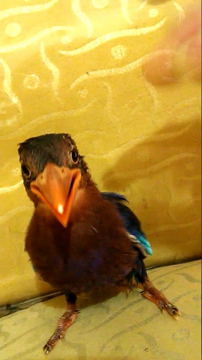 JAVANESE KINGFISHER JUVENILE | TENKEK UDANG | CEKAKAK JAWA | SUARA ANAKAN TENGKEK UDANG