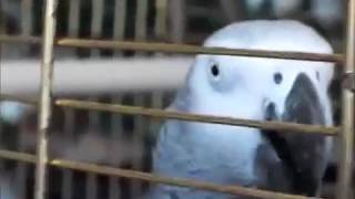 32 THE African Grey! Ruby, The Swearing Parrot  X Rated Parrot   136