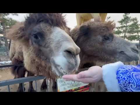 Видео: Верблюды увидели деда Мороза и превратились в трехглавого ДРАКОНА!