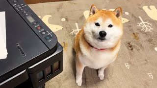 机で作業していると、時々立ち寄ってくれる柴犬