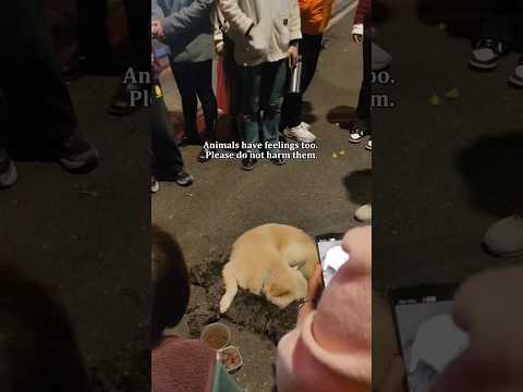 Animals Have Feelings Too Please Treat Them Well Animals Emotional Love Foryou Fyp Feeling