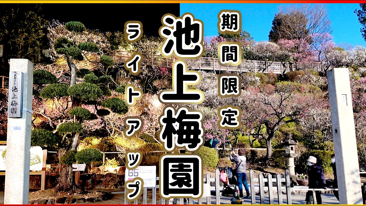 東京の隠れた絶景 池上梅園！幻想ライトアップ｜昼と夜のお花見 東京都大田区