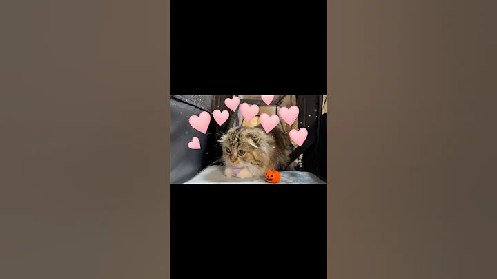 Watch the video about [Short] 😻Scottish Fold kitten loves an octopus arm. Elle video No.S281