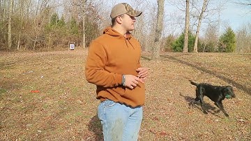 Duck Dog Training #15 | Start of Walking Force Fetch