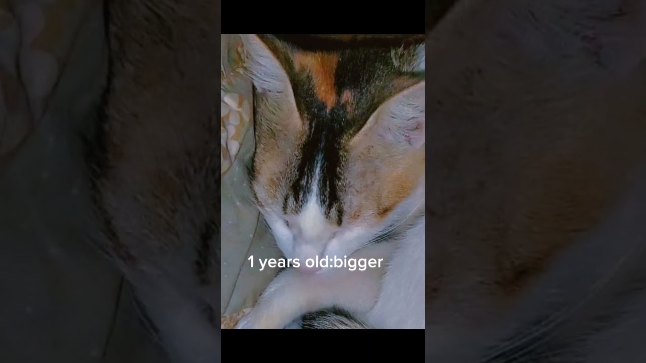 bigger better stronger