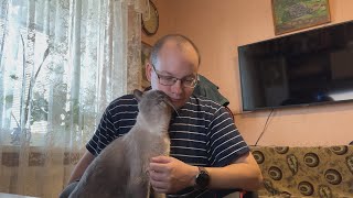 Когда дома ждет кот by Пушистые хулиганы 3,946 views 6 months ago 2 minutes, 7 seconds