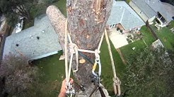 Ace Tree Service 3