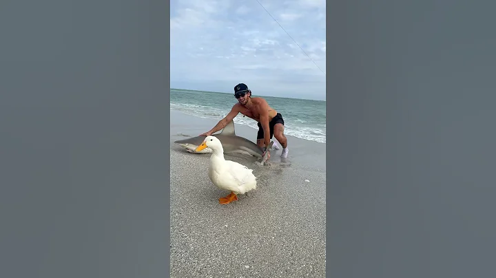 SHARK ATTACKED MY DUCK! 🦈