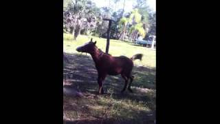 Small horse bucks and hits man in the face