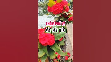 Cây xương rồng bát tiên