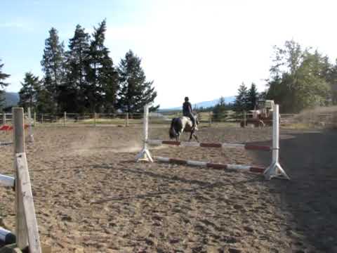 new forest pony jumping - YouTube