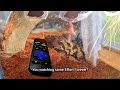 American Toad Home Videos @EffortForever #effortforever #homevideos #memes