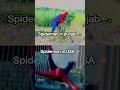 Spiderman di zindagi desi a 😇❤️ #punjabishorts #spidermanindia #fun #funnymemes
