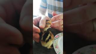 feeding baby chicks, so sweet!! by Frank in Thailand 3 views 7 months ago 1 minute, 14 seconds