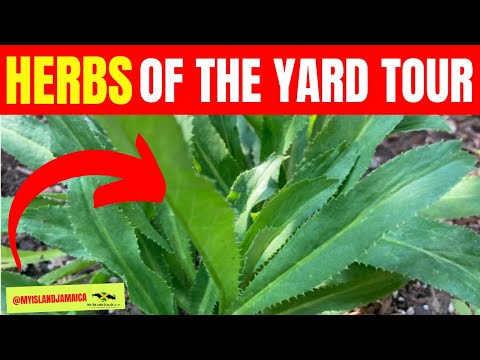 This one smells AWFUL, but good for you (The #Herb Tour)! 🇯🇲