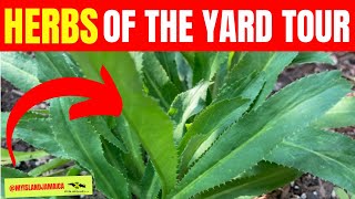 This one smells AWFUL, but good for you (The #Herb Tour)! 🇯🇲