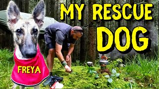 Introducing My Rescue Dog, Freya: A Relaxing Day in the Woods with My New Hiking Buddy by SoleTrail 900 views 9 months ago 12 minutes, 47 seconds