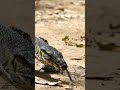 Lace Monitor #wildlife  #reptiles  #australia Lace Monitor from Blackdown Tableland in Autralia