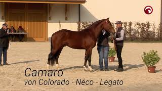 Etalons Franches-Montagnes Approuvés Gekörte Freibergerhengste 2021