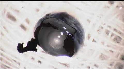 Vision Science Research: adult mouse retina flat mount preparation