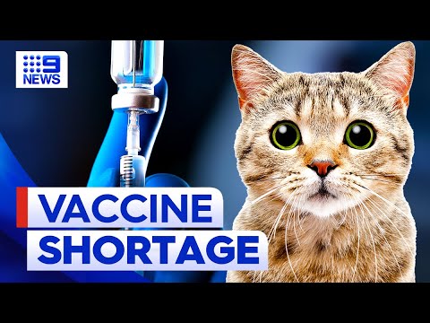 Global shortage on cat vaccines | 9 news australia