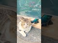 100% security: cat and phone 📱, %100 güvenlik: kedi ve telefon