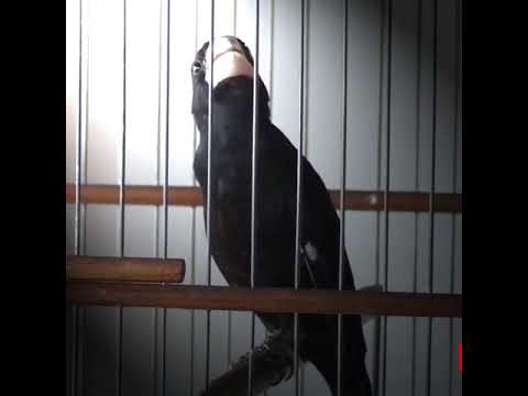 Pipit Hitam Bicudo Village Indigo V002 Youtube