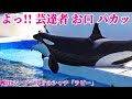 鴨川シーワールドのシャチは、芸達者でトレーナーさんが大好き♡ Kamogawa Sea World orca