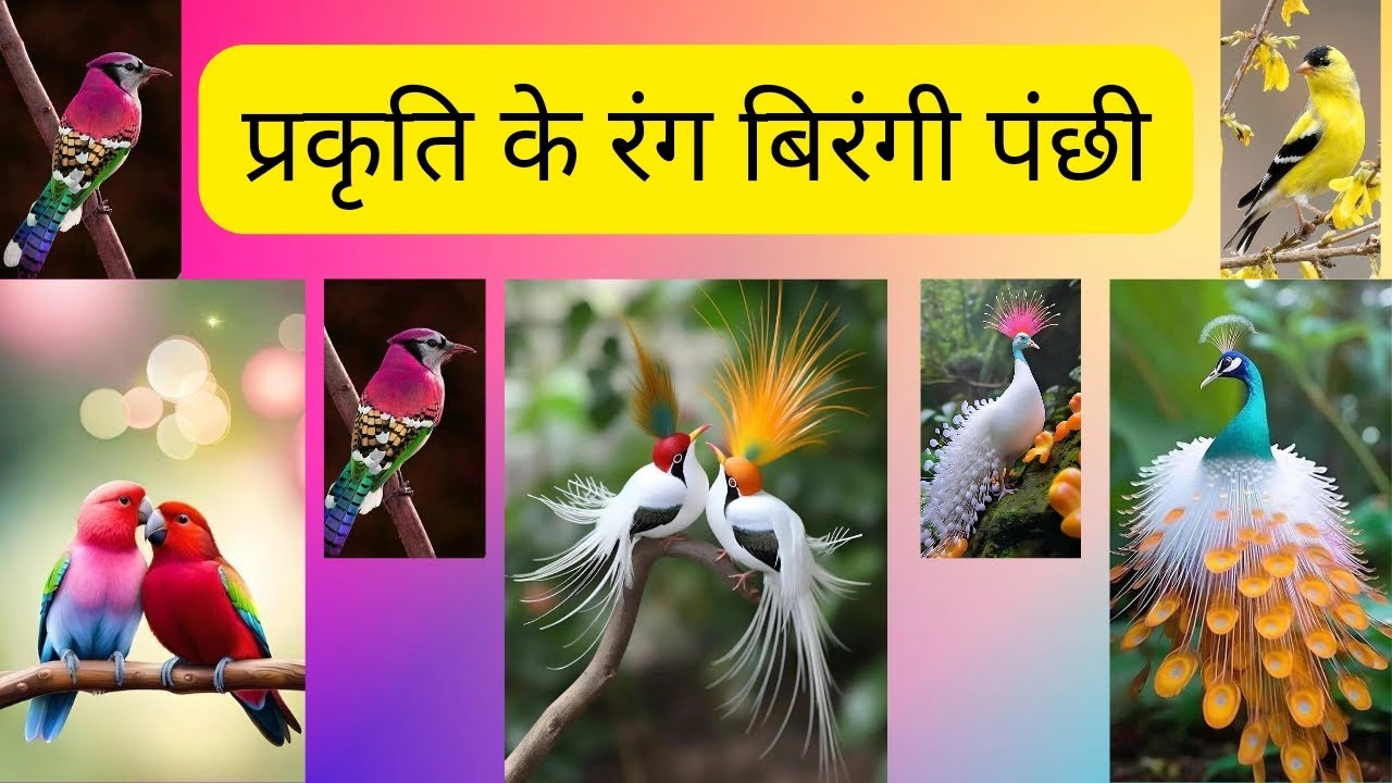 प्रकृति के रंग बिरंगी पंछी🐦 | Nature Colourful Birds | Cute Birds | Birds | Colourful Birds |