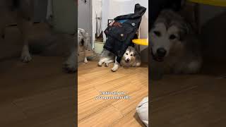 The youngest dog is the only adult in this house...