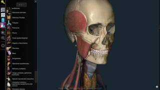 Mejor software de anatomía para estudiantes de medicina screenshot 4