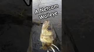 Walleye Fishing in our Favorite Alberta Creek