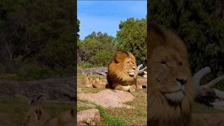 Father Lion and Lion Cubs | Отец ЛЕВ и ЛЬВЯТА #lion #lioncubs #tendermoments #wildlife