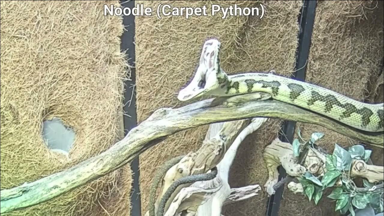 Ever Seen A Carpet Python Yawn? YouTube