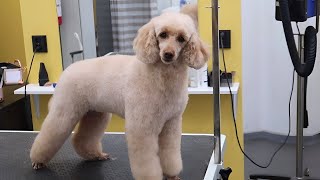 Middle sized poodle grooming with machine / scissors