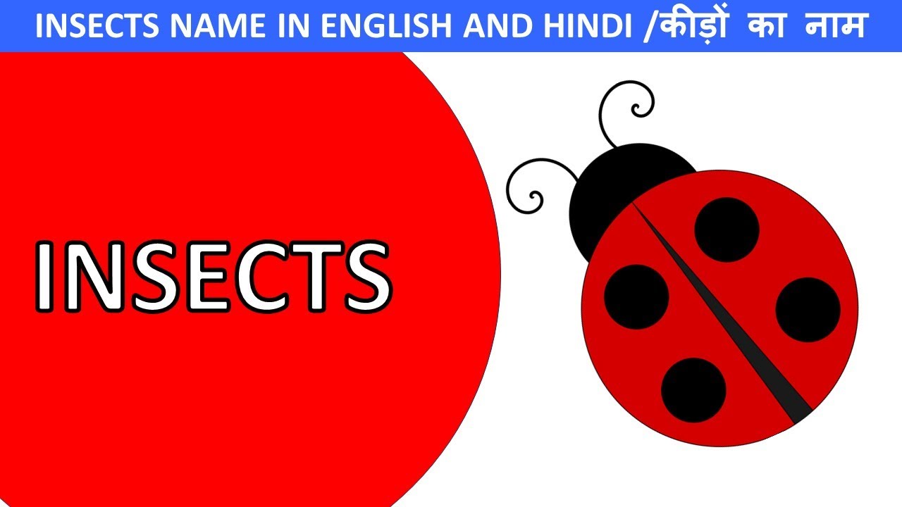 Spell Insects Insects name with spelling | insects name with picture | insects name ...