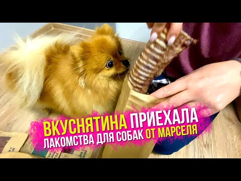Лакомства подняли настроение шпицам. Хрумбокс от Марселя для собак