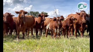 P153 Vacas altamente productivas de Rancho Las Lomas