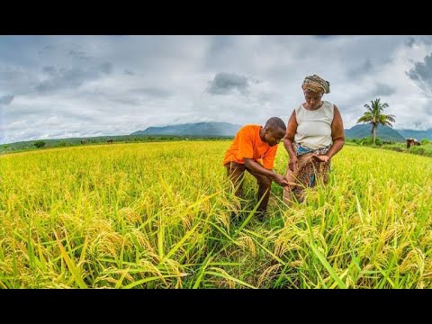 Mitaro Ya Umwagiliaji Inavyosaidia Kukuza Kilimo Cha Mpunga Mbarali 