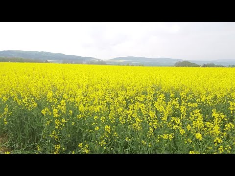 Video: Bright Rapeseed Sawfly