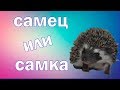 Африканский ежик как отличить самца от самки ?