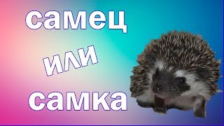 Африканский ежик как отличить самца от самки ?