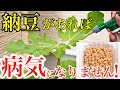 【納豆菌が最強!】納豆培養液の効果と作り方を解説【無農薬・病気予防】