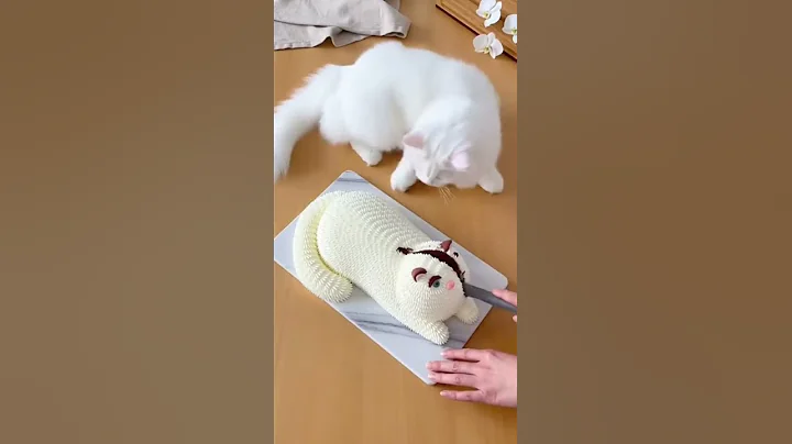 Video 11831491: turkish angora cat, cat reaction, cute cat, pets