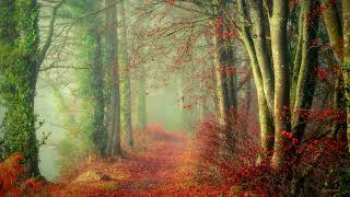 Misty Autumn Forest Path — Rare Nature Moment | 8K TV Wallpaper & Soft Piano and Cello Music screenshot 2