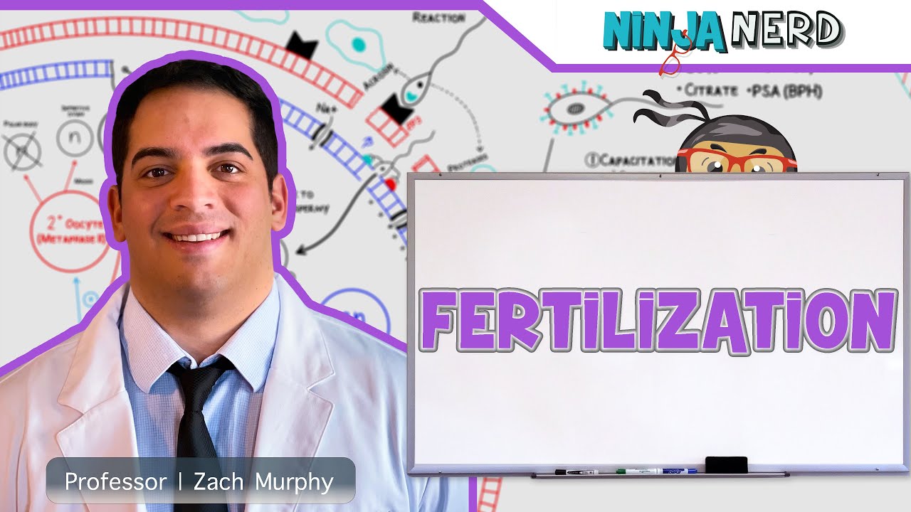 Reproductive System  Fertilization