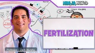 Reproductive System | Fertilization