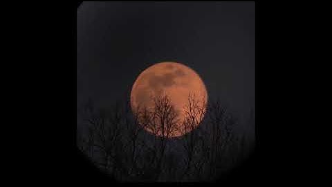 Full Moon Rising Over Trees