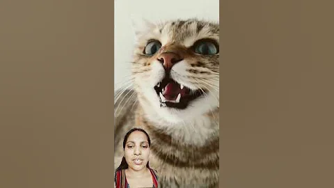 Video 8791061: cat kitten cutecat funny, cat cutecat funny laugh, laugh kittens cute cats, cat fun cute kitten